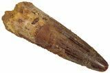 Fossil Spinosaurus Tooth - Real Dinosaur Tooth #305828-1